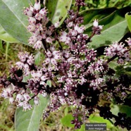 Nuxia verticillata.bois maigre.stilbaceae.endémique Réunion Maurice. (1).jpeg
